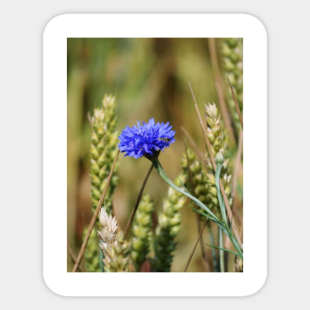 Lonely Cornflower Sticker by Hemeria